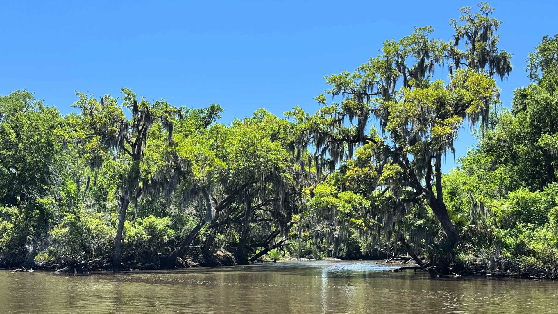 Bayou New Orleans